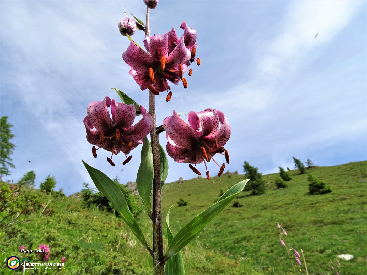 24 Giglio martagone (Lilium martagon).JPG